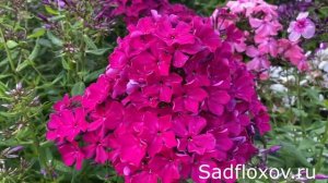 Ягодный флокс Вишневое Вино, моей селекции))