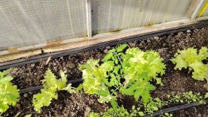 Осенние работы на подворье. Теплицу дополнительно укрыли армировпнным пологом