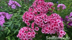 Флокс Старс Энд Страйпс, флокс мимо которого невозможно пройти