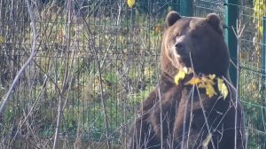 Медведь Мансур проверяет домик перед спячкой 🐻