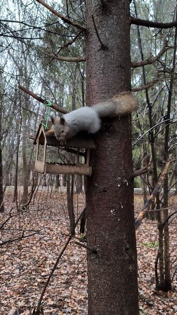 Белка лезет в кормушку за орехами
