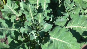 Капуста брокколи, опыт выращивания.