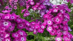 Флокс Оксана моей селекции