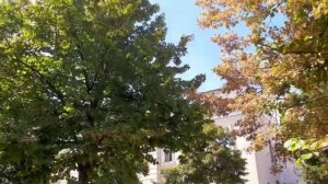 Диана Шахова - Липонька