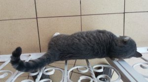 Кот под ногами путается, а пёс тоже хочет