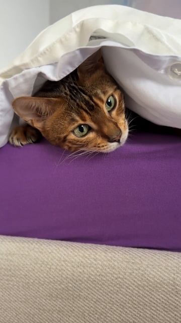 А ваша кошка любит когда кровать заправлена чистым постельным бельем? Наша Синди обожает ! #питомец смотреть онлайн