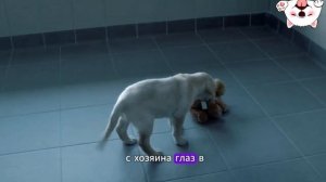 Про собак, очень познавательно. Рекомендовано к просмотру