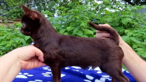 #продаючихуахуа мальчики #цена ОТ 40 тр #купитьщенкачихуахуапродаю +79215950848