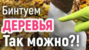 ОБМОТКА ДЕРЕВЬЕВ на зиму: зачем и как правильно