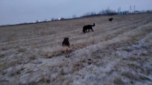 21.11.2025 Гуляем