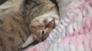 🐈Как так можно спать? 🤣