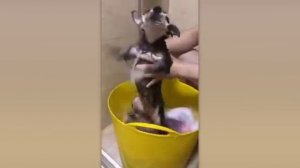 ПРИКОЛЫ С ЖИВОТНЫМИ ДО СЛЕЗ №5 #Смешные животные #Юмор #Приколы с животными