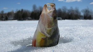 Крутая зимняя рыбака. Начинаем Своё утро не с кофе. Лучшие Моменты