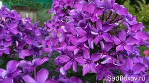 Оригинальный флокс Старый Замок, селекции Кругловых