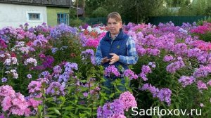 Какой посадочный материал флоксов я высылаю