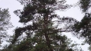 В_ ЛЕСУ!, на _ ПРИРОДЕ!.