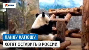 Панду Катюшу хотят оставить в Москве