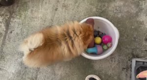 Буся самый взрослый, но самый игривый.