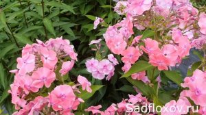 Флокс Стелла моей селекции, светло-розового кораллового цвета
