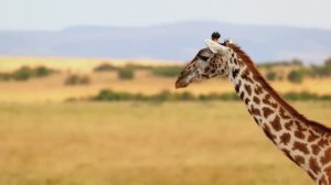 ЭТА МУЗЫКА ВЕЛИКОЛЕПНА! ОНА ЛУЧШАЯ ДЛЯ ДУШИ. ОЧЕНЬ КРАСИВО