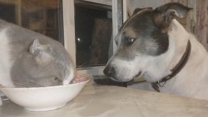 Влог о жизни животных как одна семья.22.11.25.Место встречи изменить нельзя.