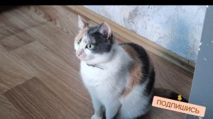 Кошкин вайб 🐱