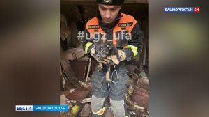 Пятерых щенков спасли в заброшенном доме в Уфе