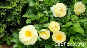 Пион Лемон Шифон, один из лучших желтых, травянистых пионов