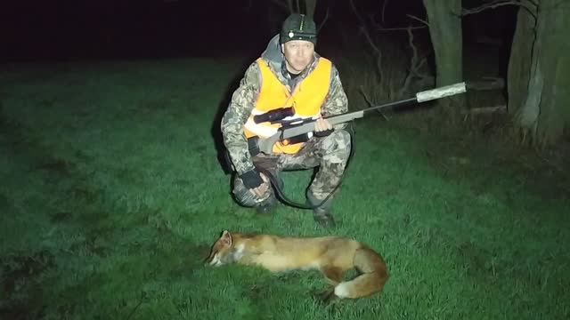 Ночная охота на лис и наблюдение за жизнью зайца смотреть онлайн