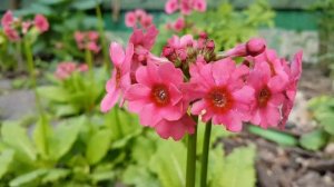 Примула Японская Карминеа (Carminea)