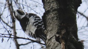 Белоспинный дятел (самка), Битца, 19 ноября 2025