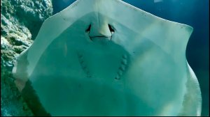 Москвариум. Часть 1