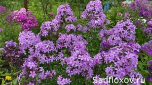 Флокс Сиреневые Мотыльки, моей селекции