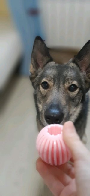 Я играю со своей собакой на улице. 🐕🏞️
