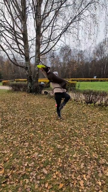 Спортивный Метис Нэтта - вольт от колена, отдача диска из руки