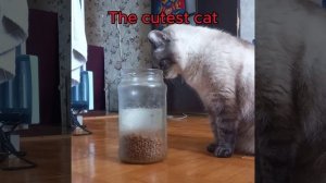 эдит с моим котиком