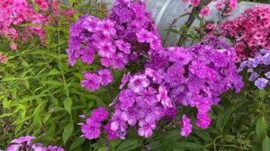 Дымчатый флокс Серебристая Паутинка, моей селекции