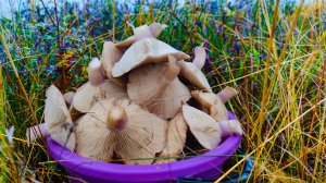 СБОР ГРИБОВ в НОЯБРЕ В ЭТОМ МЕСТЕ СИНЕНОЖКИ НЕ ЗАКАНЧИВАЮТСЯ