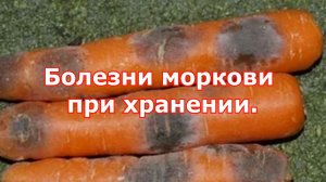 Не дайте болезням уничтожить морковь правила хранения