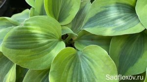 Хоста Moon Split Мун Сплит в моем саду