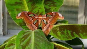 В Ботаническом саду КБГУ появилась крупнейшая бабочка в мире