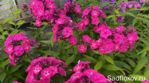 Ранний флокс Летний Праздник, моей селекции