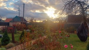 Унылый ноябрь порадовал погодой и сразу на  даче нашлась работа🍁🙂#дачеыехлопоты