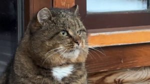 Доброе утро от лесного кота Барсика! 23.11.2025