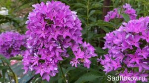 Флокс Вуаль Сиреневая, селекции Е.А. Константиновой