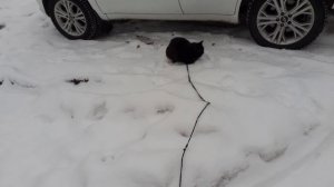 Мишка на прогулке.