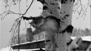 Ставлю и проверяю капканы на куницу