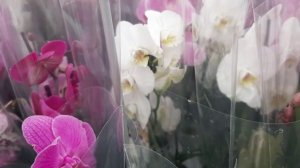 23.11.2025г. Порадовала Планета лета праздничной поставкой орхидей.