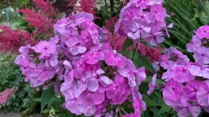 Дымчатый флокс Седая Дама, селекции Ю.А. Репрева