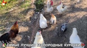 Цыплята и Курочки селяночки лучшие беспородные несушки 🥚 (389)